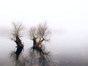 Seeufer im herbstlichen Nebel Seeufer im herbstlichen Nebel